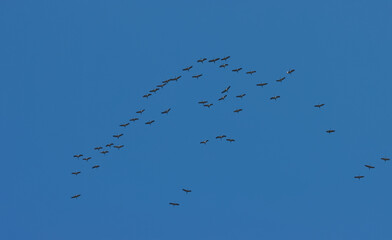 Crane birds fly over.