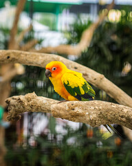 Beauty Yellow Parrot