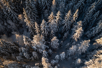 Snow covered spruce trees in boreal forest in nordic countries.