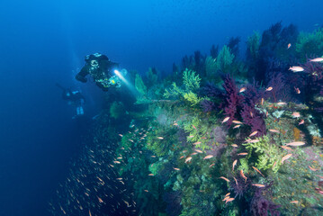 Fototapeta na wymiar Diver sul relitto del Loredan con una distesa di paramuricee, nave affondata durante la seconda guerra mondiale, nei pressi di Cagliari