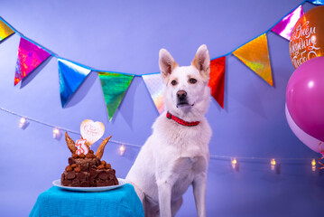 Dog's birthday, balloons, flags, cake. Festive atmosphere. - 482999385