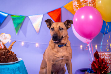 Dog's birthday, balloons, flags, cake. Festive atmosphere. - 482999511