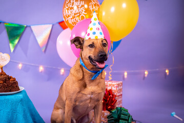 Dog's birthday, balloons, flags, cake. Festive atmosphere.