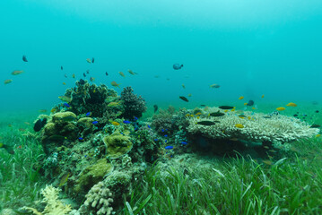 Fototapeta na wymiar Barriera corallina con coralli e pesci