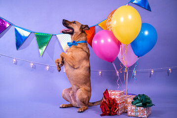 Dog's birthday, balloons, flags, cake. Festive atmosphere. - 482999741