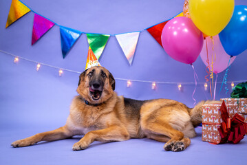 Dog's birthday, balloons, flags, cake. Festive atmosphere. - 482999905