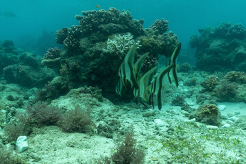 Barriera corallina con coralli e pesci