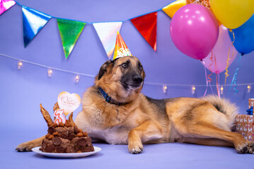 Dog's birthday, balloons, flags, cake. Festive atmosphere. - 482999935