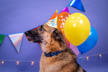 Dog's birthday, balloons, flags, cake. Festive atmosphere. - 482999974