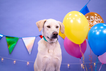 Dog's birthday, balloons, flags, cake. Festive atmosphere. - 483000116