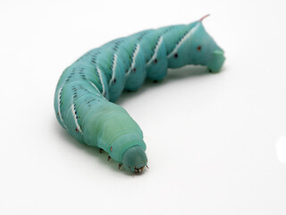 P1240041 tobacco hornworm, Manduca sexta, isolated on white cECP 2022