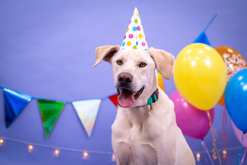 Dog's birthday, balloons, flags, cake. Festive atmosphere. - 483000177