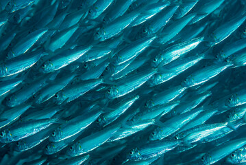 Fitto branco di sardine che formano un muro