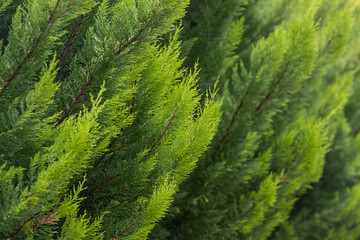 CLose up of the  bright green young coniferous branches on a green blurred background, soft focus