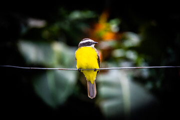 yellow bird on a branch