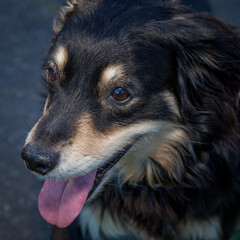 Fototapeta premium A clean and healthy dog looking to play with anyone who wants to join in.