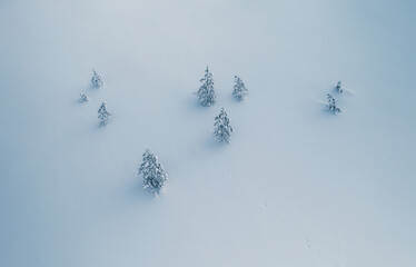 Minimalist image of small spruce trees in snow. Beautiful simple composition.