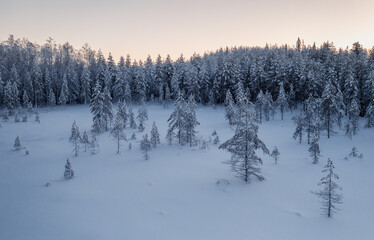 Snowy bog and forest in winter dawn. Beautiful snow landscape in Lapland, Finland