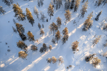 Aerial view of pine and spruce trees in boreal forest in winter. Nordic Taiga and environment. Shot in Finland.