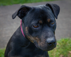 A clean and healthy dog looking to play with anyone who wants to join in.