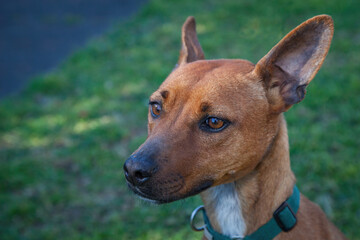 A portrait of a clean and healthy dog looking into the camera in an outdoor scene.