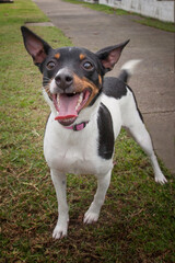A portrait of a clean and healthy dog looking into the camera in an outdoor scene.