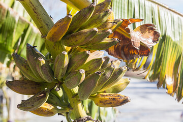 Close-up bunch of still unripe green mini bananas growing on a tree against the backdrop of palm...