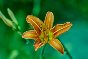 yellow lily in green leaves