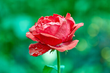 lush scarlet rose with open petals