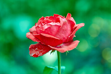Obraz premium lush scarlet rose with open petals