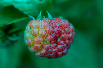berry in combination of pink and green