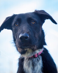 A clean and healthy dog looking into the camera in an outdoor scene.
