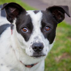 A clean and healthy dog looking to play with anyone who wants to join in.