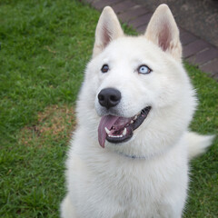 Obraz premium A clean and healthy dog looking to play with anyone who wants to join in.