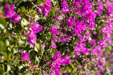 Fototapeta premium Close-up of purple flowers of a shrub mural or Rhododendron ledebourii
