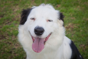 A clean and healthy dog looking to play with anyone who wants to join in.