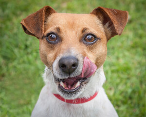 A clean and healthy dog looking to play with anyone who wants to join in.