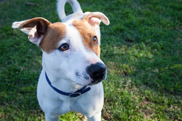 A clean and healthy dog looking to play with anyone who wants to join in.