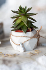 Marble pots made of plaster and concrete for succulents, handmade