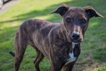 A clean and healthy dog looking to play with anyone who wants to join in.