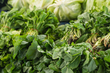 Close-up of a green plant for a background, green salad texture or background. Green leaves form a natural shape. Fresh raw lettuce from the garden