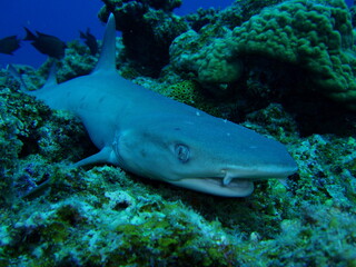 Fototapeta premium coral reef shark and fish 
