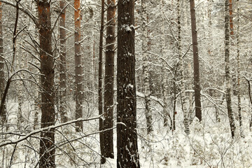 Obraz premium Pines and birches stand in white fur coats