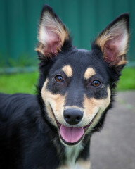 A clean and healthy dog looking to play with anyone who wants to join in.