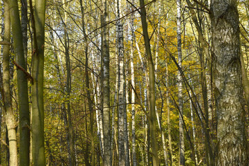 Deciduous forest, trees and bushes, early spring.