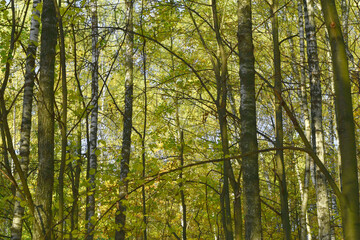 Deciduous forest, group of poplars, in early spring.