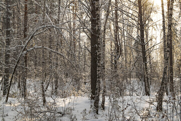 Fototapeta premium Pines and birches stand in white fur coats