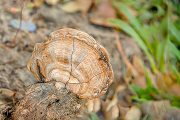 Mushrooms that grow on the roots of trees that emerge from the ground.