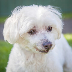 A clean and healthy dog looking to play with anyone who wants to join in.