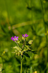 Geranium sylvaticum flower growing in forest, macro